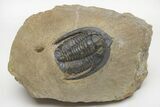Diademaproetus Trilobite - Foum Zguid, Morocco #216515-4